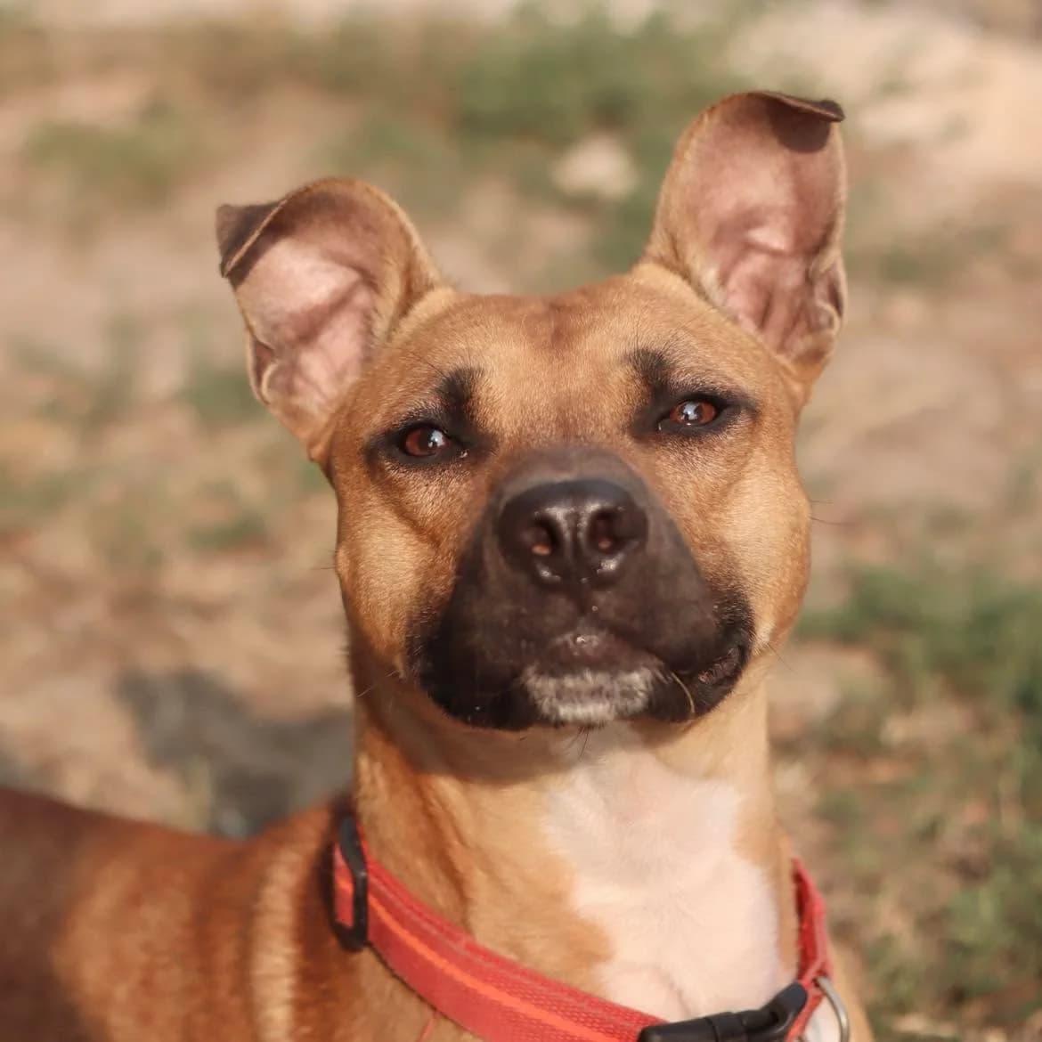 Urgo, male 3yo Mixed Breed for adoption at SPA de l, Auxerre