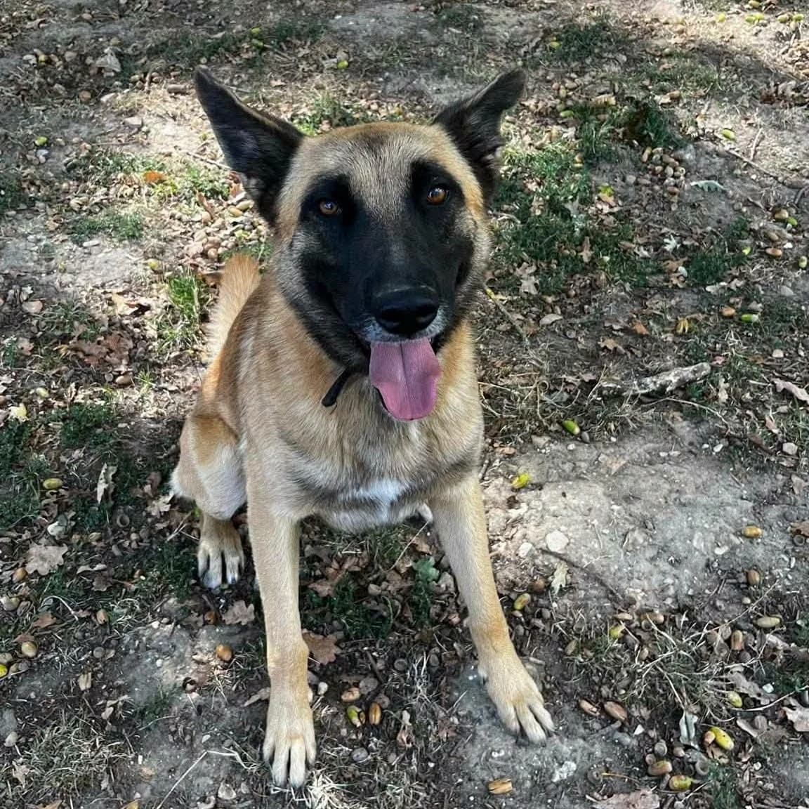 Usko, female 3yo Mixed Breed for adoption at SPA de l, Auxerre