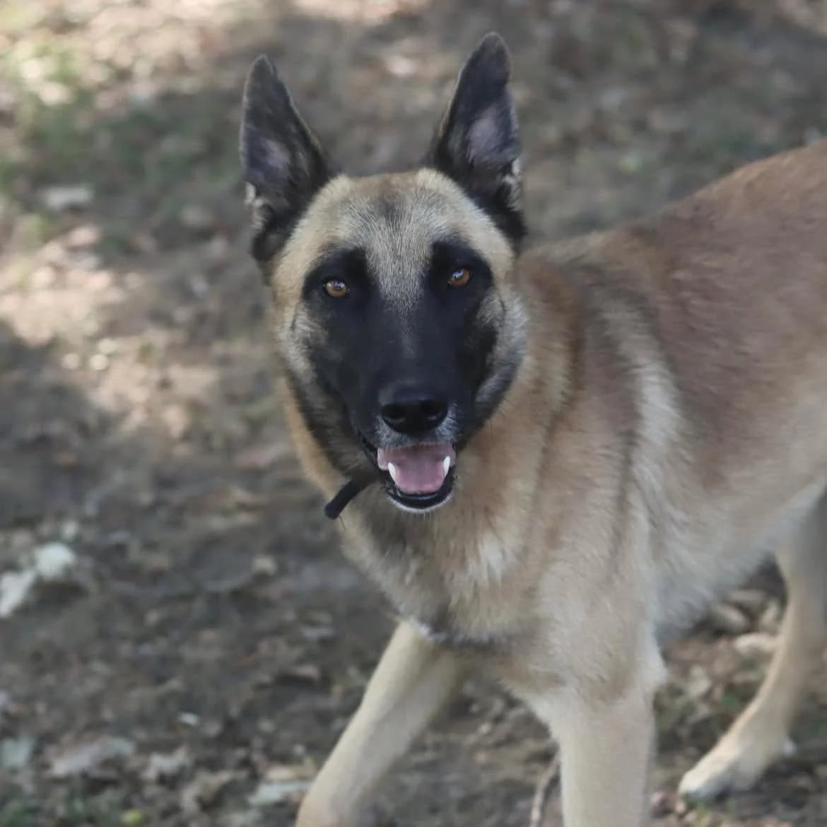 Usko, female 3yo Mixed Breed for adoption at SPA de l, Auxerre
