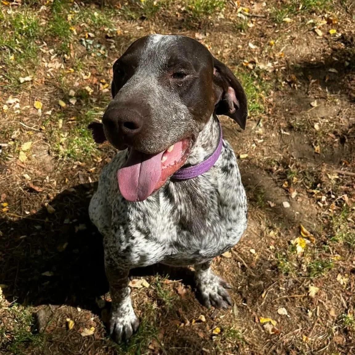 Utak, male 3yo Pointer for adoption at SPA de l, Auxerre