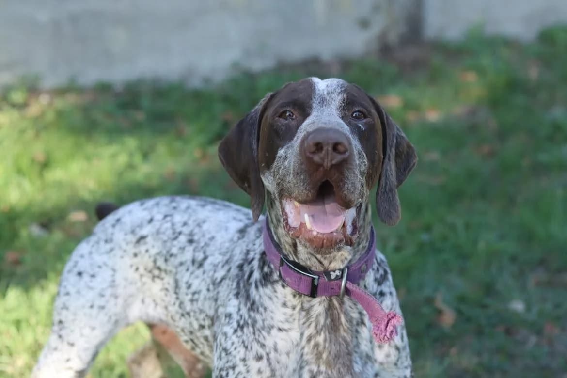 Utak, male 3yo Pointer for adoption at SPA de l, Auxerre