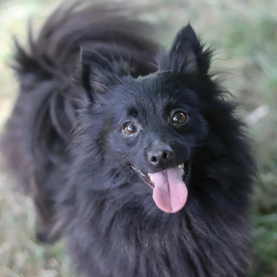 Vanesse, female 5yo mixed breed for adoption at SPA de l, Auxerre