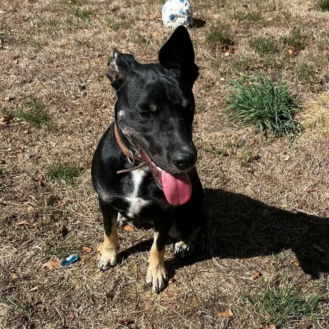 Venus, female young mixed breed for adoption at SPA de l, Auxerre