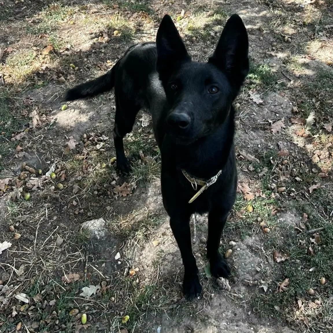 Volka, female young Mixed Breed for adoption at SPA de l, Auxerre