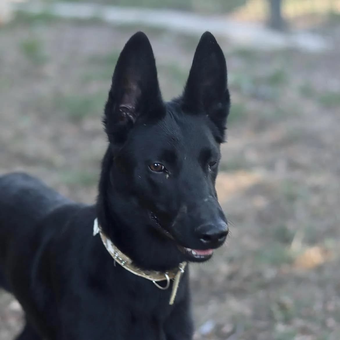 Volka, female young Mixed Breed for adoption at SPA de l, Auxerre