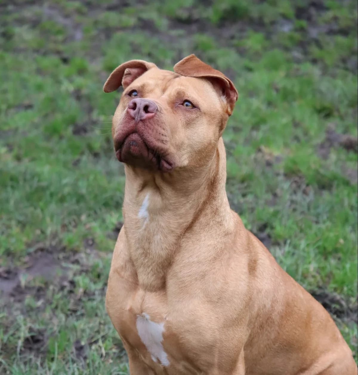 Athéna, Mixed Breed for adoption at SPA de Bordeaux et du Sud-Ouest (SPA 33)
