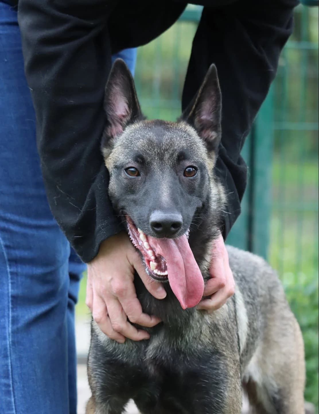 Kaïla, young Mixed Breed for adoption at SPA de Bordeaux et du Sud-Ouest (SPA 33)