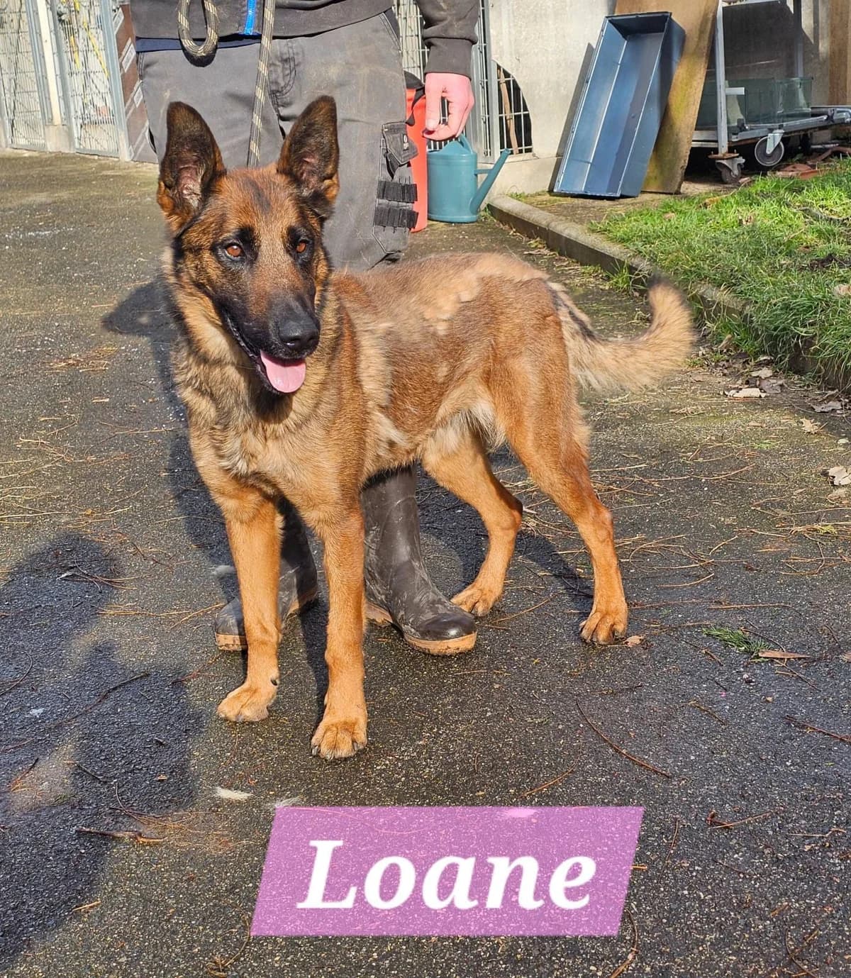 Loane, female young Mixed Breed for adoption at SPA Saint-Étienne Loire, Saint-Étienne