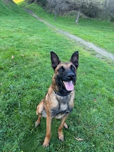Wolf, male young Belgian Malinois for adoption at SPA Saint-Étienne Loire, Saint-Étienne