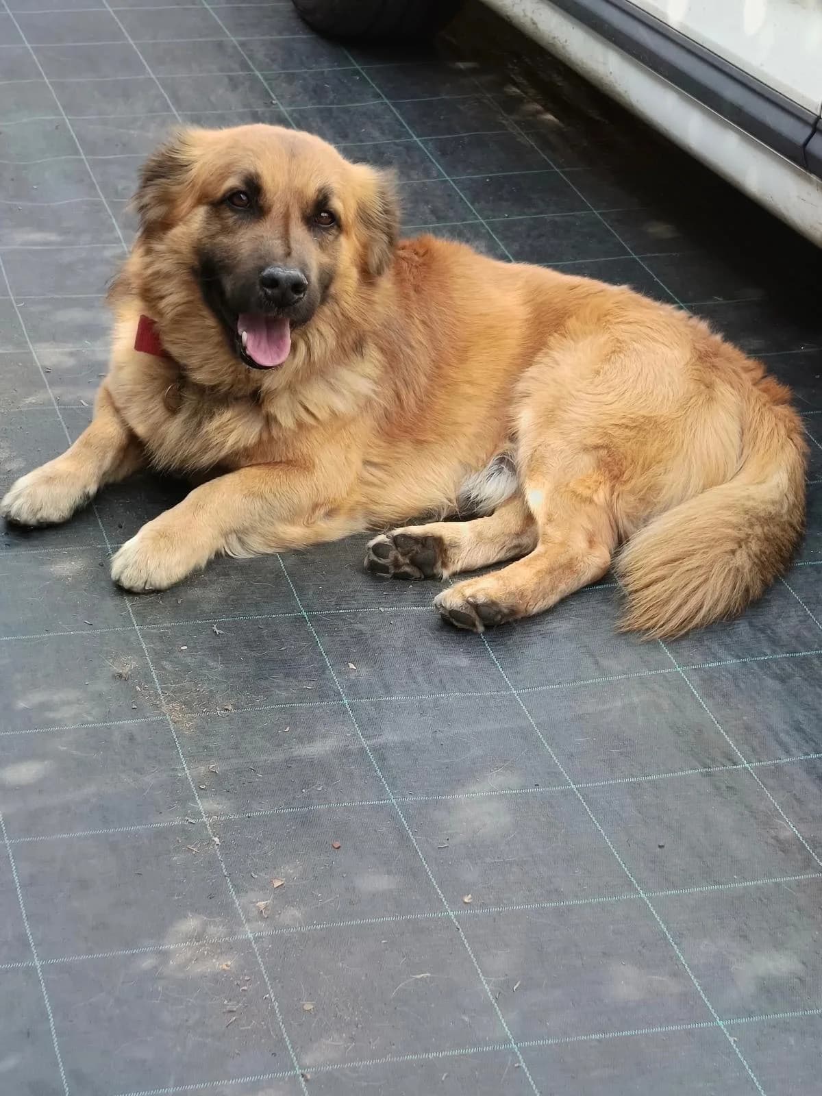 Zorg, male 4yo mixed breed for adoption at SPA Saint-Étienne Loire, Saint-Étienne