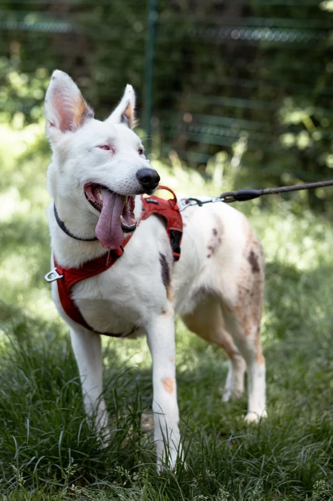 Oslo, young Border Collie for adoption at SPA Saint-Étienne Loire, Saint-Étienne