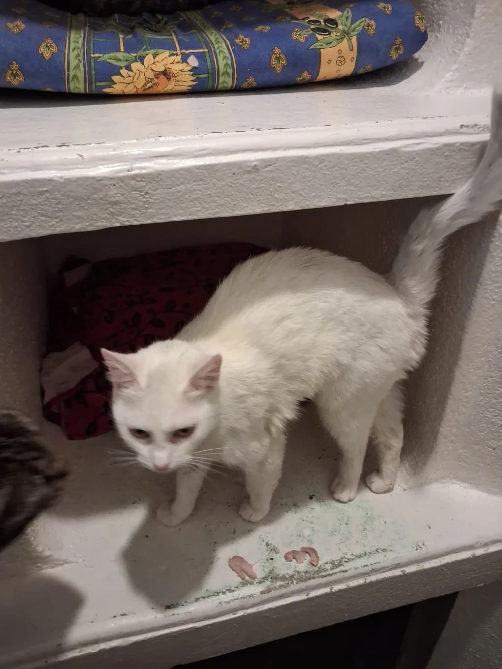 Neige, female young mixed breed for adoption at SPA Saint-Étienne Loire, Saint-Étienne