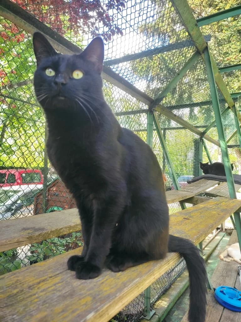 BALZO, male young mixed breed for adoption at SPA Saint-Étienne Loire, Saint-Étienne