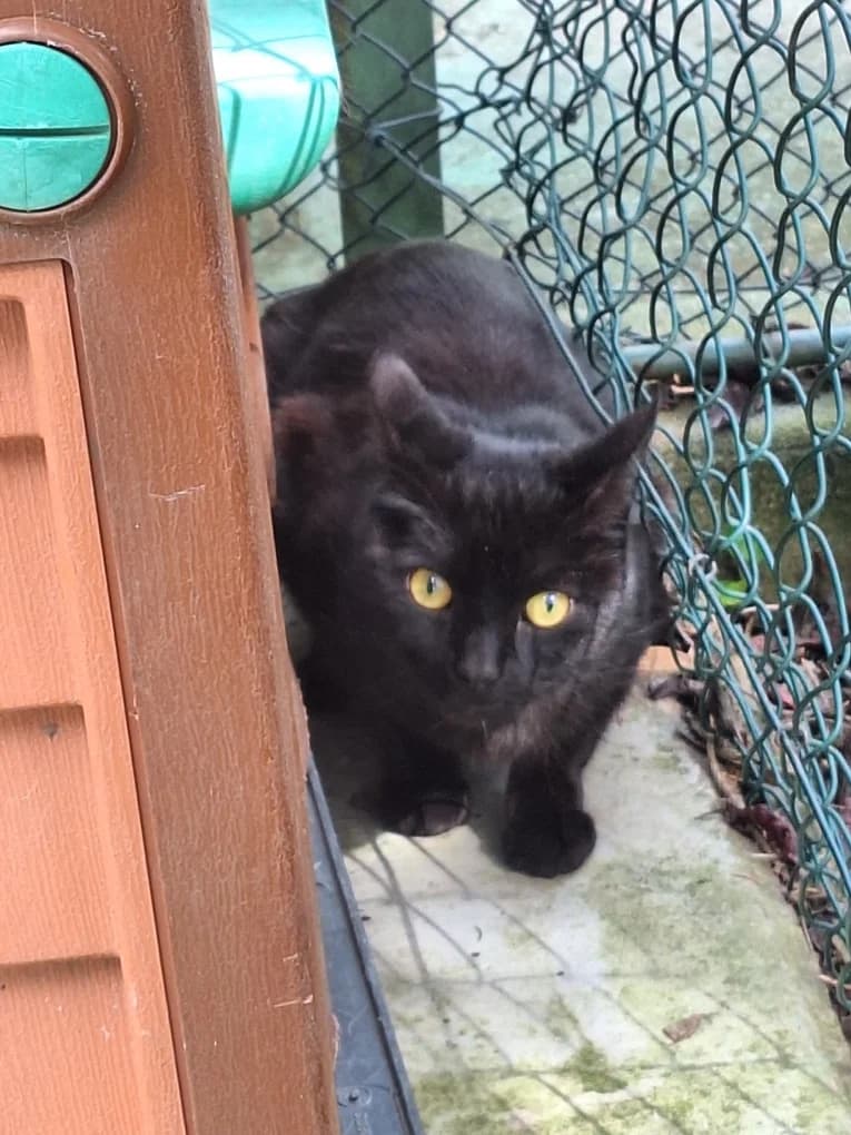 Trésor (Copie), mixed breed for adoption at SPA Saint-Étienne Loire, Saint-Étienne