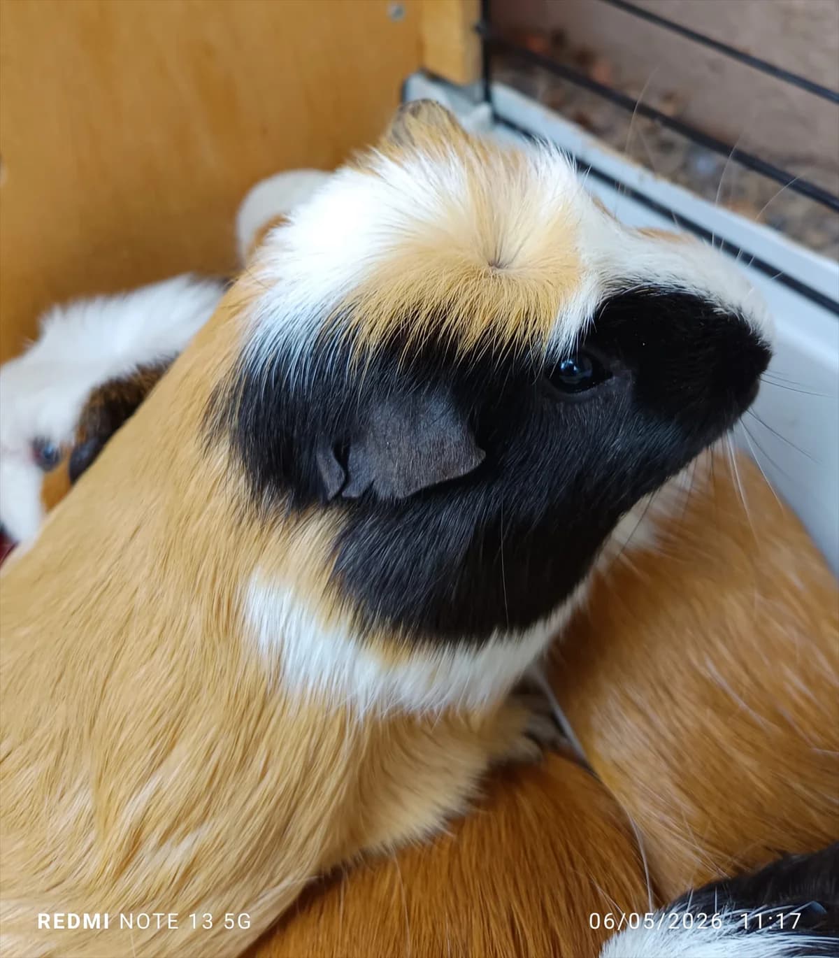 Elvis, male Mixed Breed for adoption at SPA Saint-Étienne Loire, Saint-Étienne