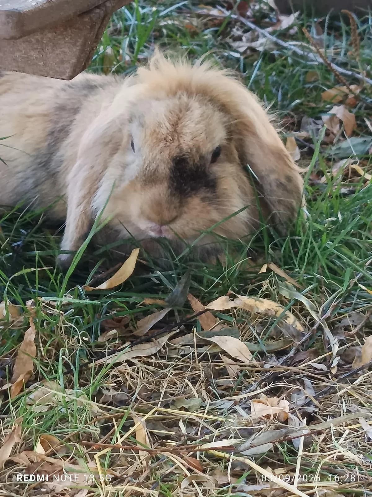 Milor, male Mixed Breed for adoption at SPA Saint-Étienne Loire, Saint-Étienne