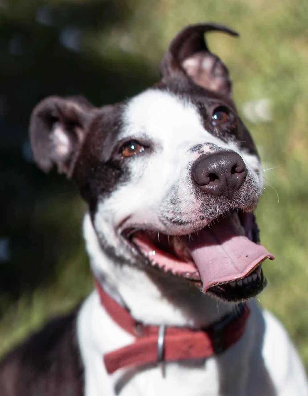 Ramses, female 3yo Mixed Breed for adoption at SPA Saint-Étienne Loire, Saint-Étienne