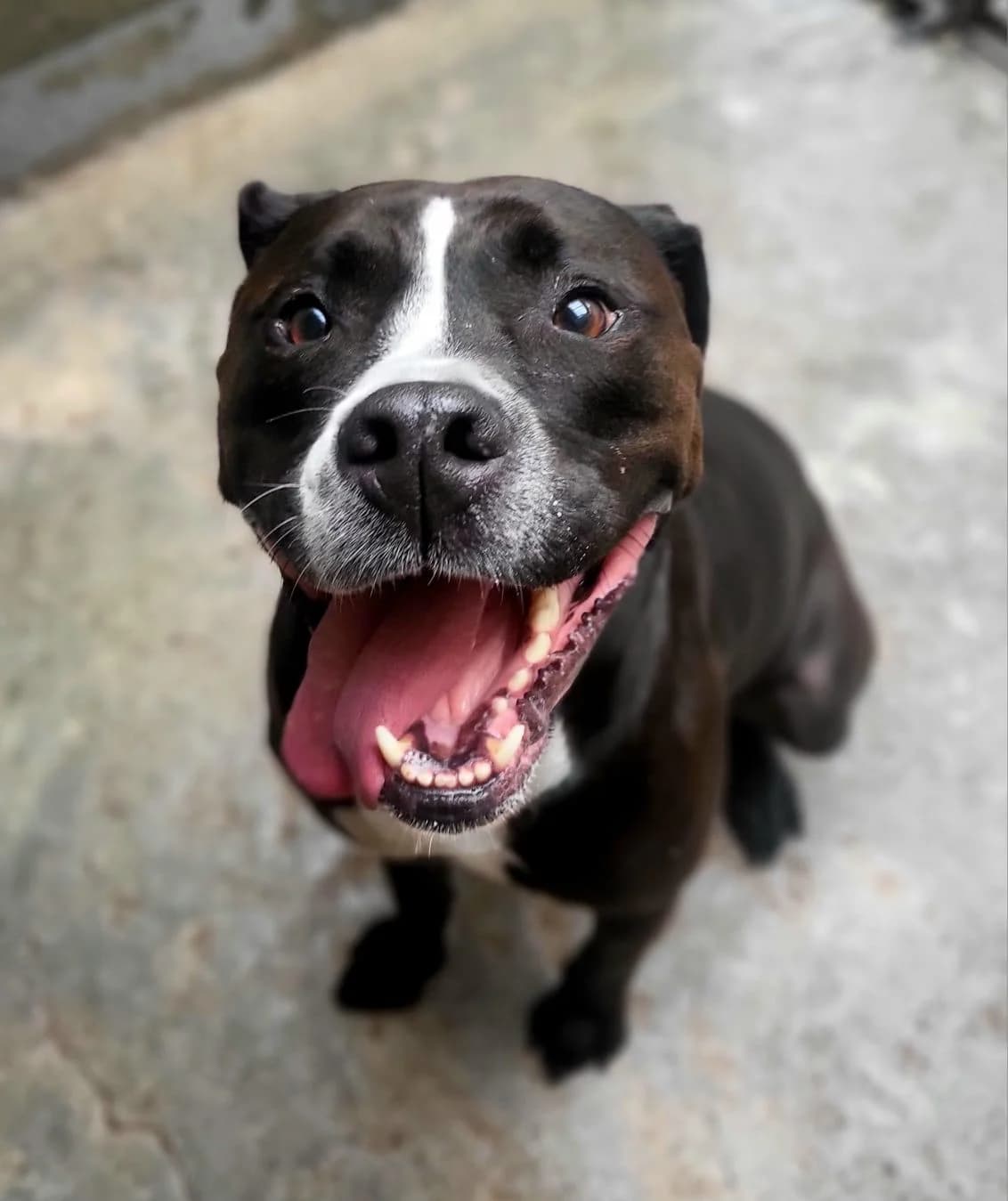 Perla, female 4yo Staffordshire Bull Terrier for adoption at SPA Saint-Étienne Loire, Saint-Étienne