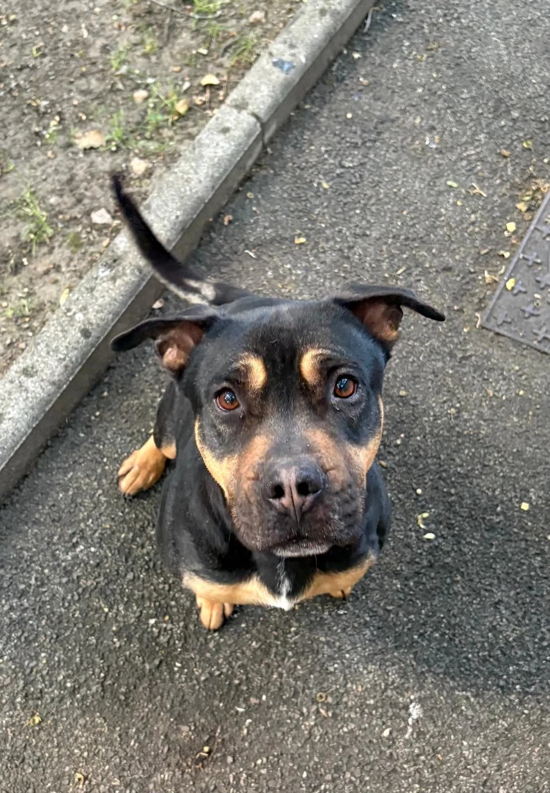 Tchika, female 4yo Mixed Breed for adoption at SPA Saint-Étienne Loire, Saint-Étienne