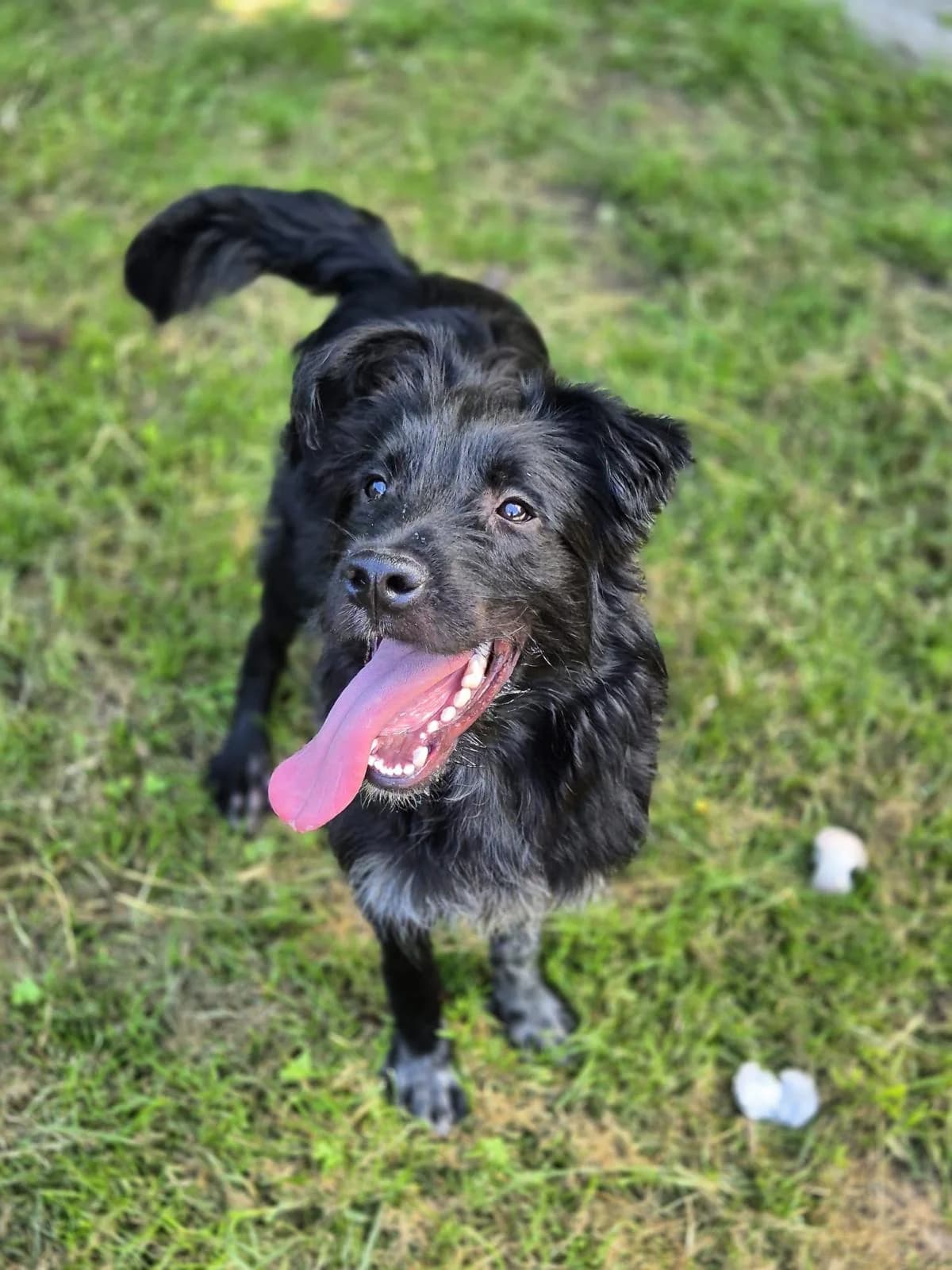 Kapy, male young Mixed Breed for adoption at SPA Saint-Étienne Loire, Saint-Étienne