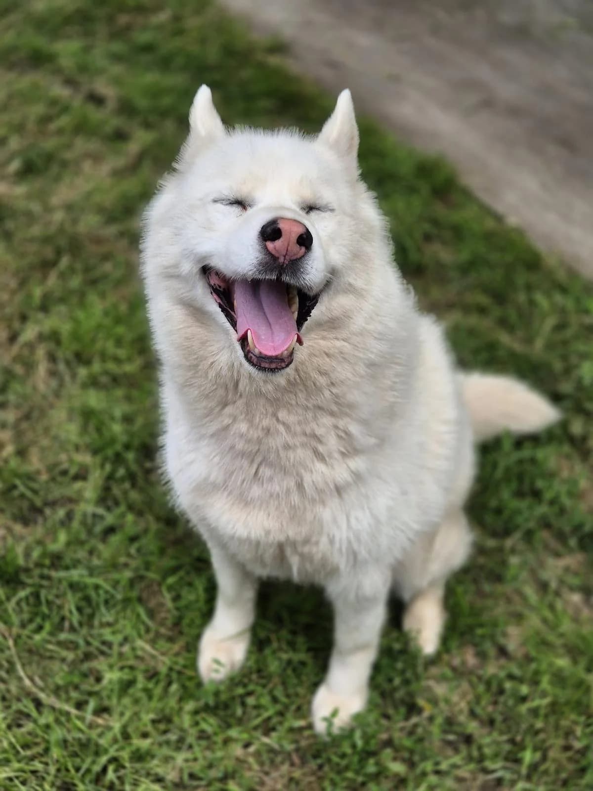 Shadow, male 5yo Husky for adoption at SPA Saint-Étienne Loire, Saint-Étienne