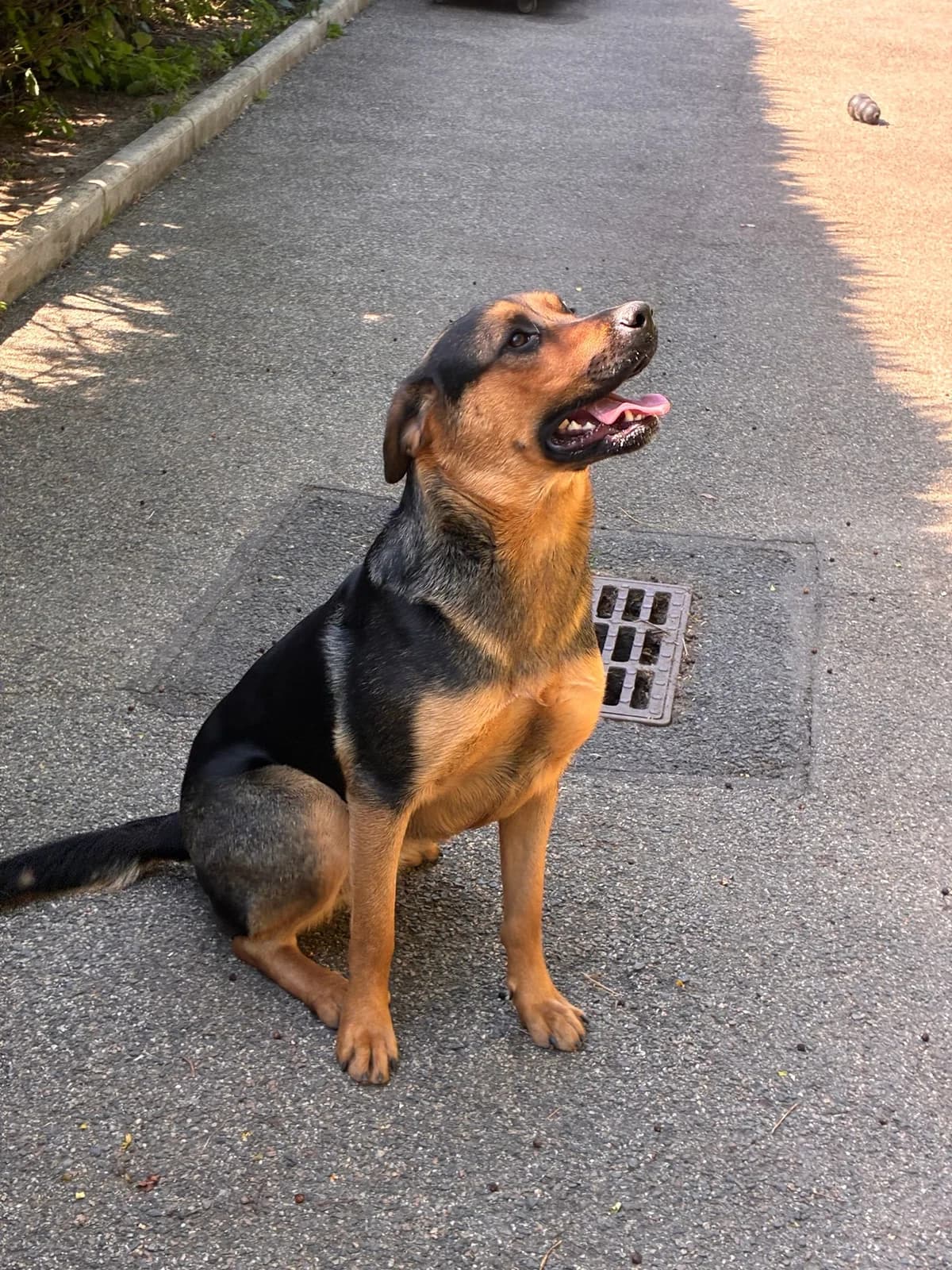 Alya, female puppy German Shepherd for adoption at SPA Saint-Étienne Loire, Saint-Étienne