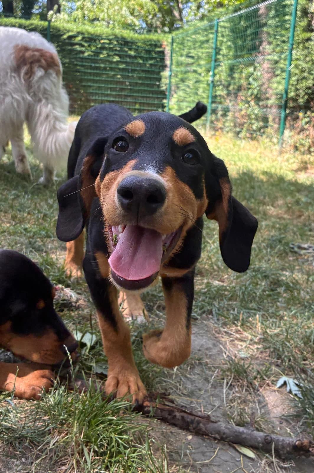 Tick, male puppy Mixed Breed for adoption at SPA Saint-Étienne Loire, Saint-Étienne