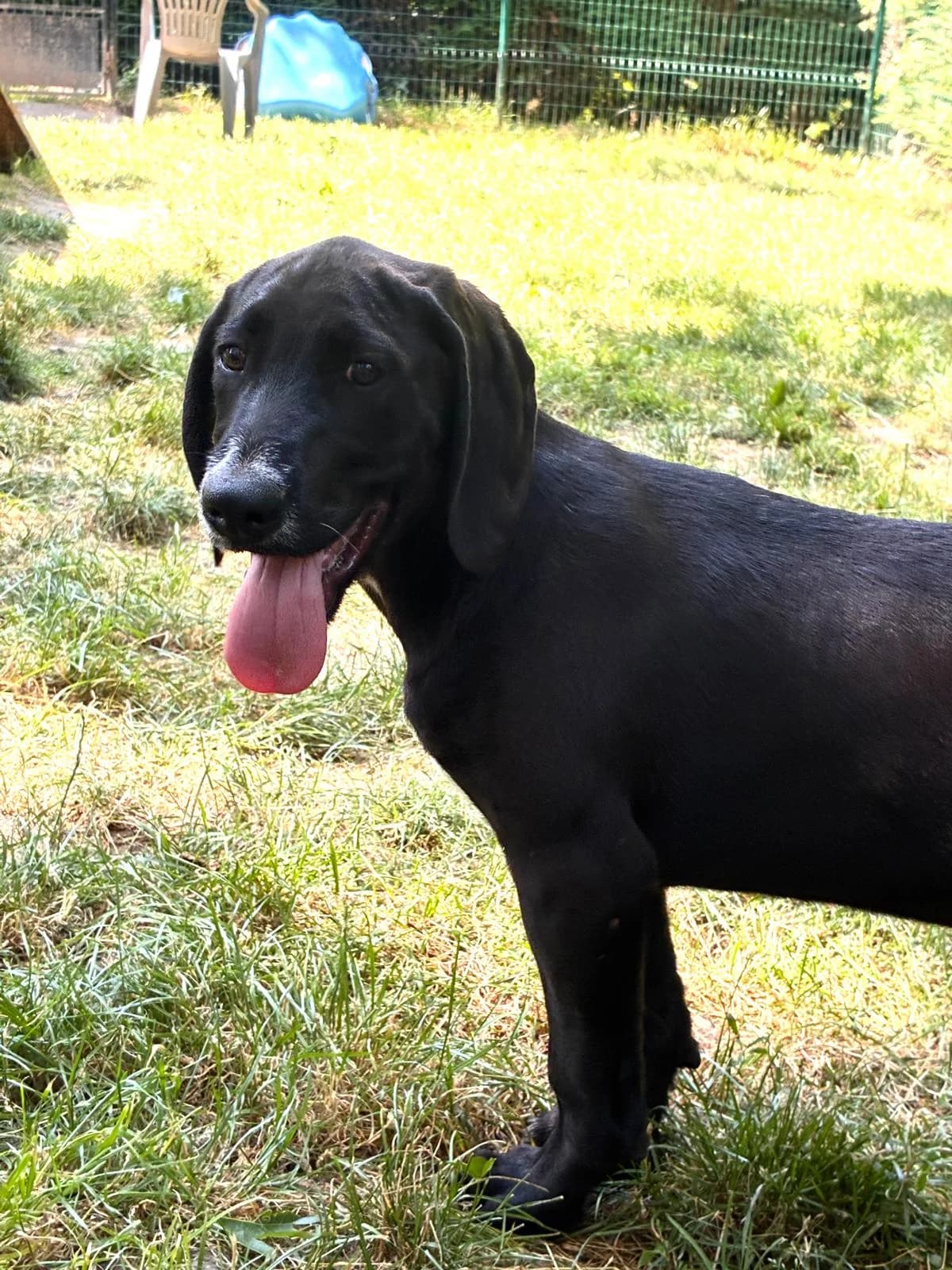 Noupy, male puppy Mixed Breed for adoption at SPA Saint-Étienne Loire, Saint-Étienne