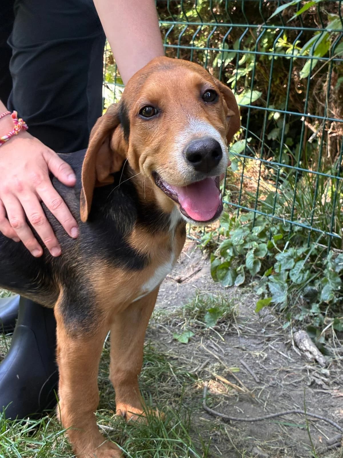 Noisette, male puppy Mixed Breed for adoption at SPA Saint-Étienne Loire, Saint-Étienne