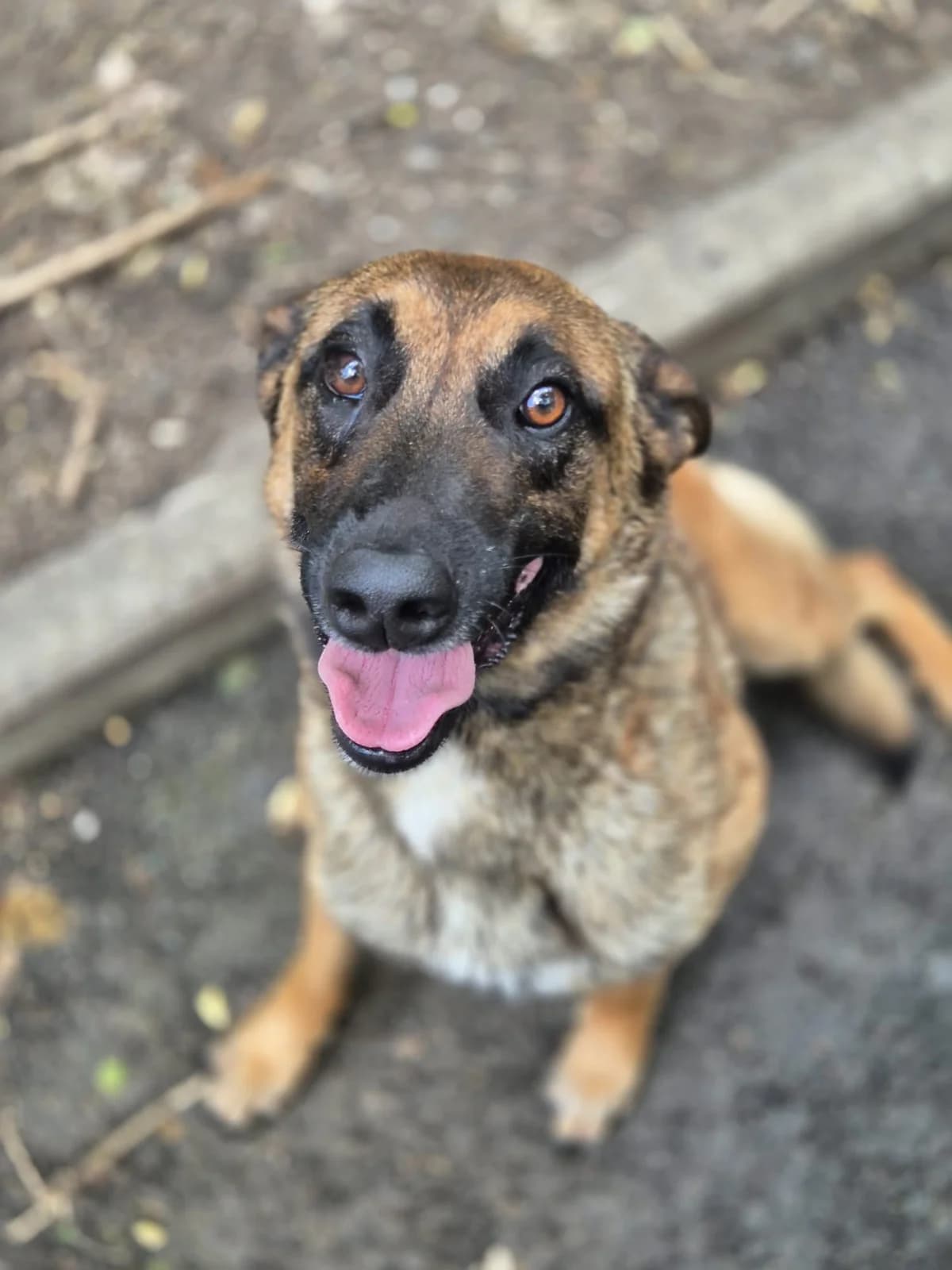 Moka, male young Belgian Malinois for adoption at SPA Saint-Étienne Loire, Saint-Étienne