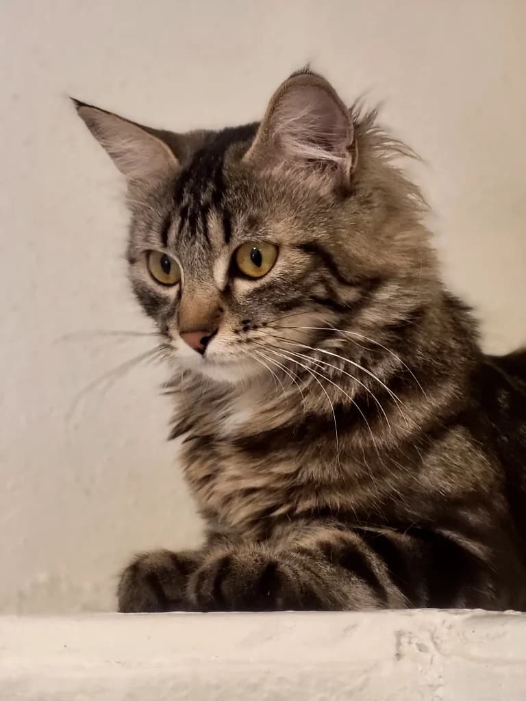 Fidji, female mixed breed for adoption at SPA Saint-Étienne Loire, Saint-Étienne