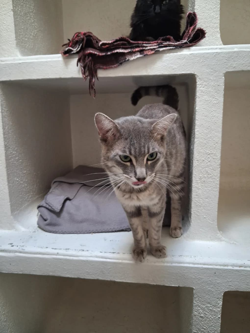 Sumy, male mixed breed for adoption at SPA Saint-Étienne Loire, Saint-Étienne
