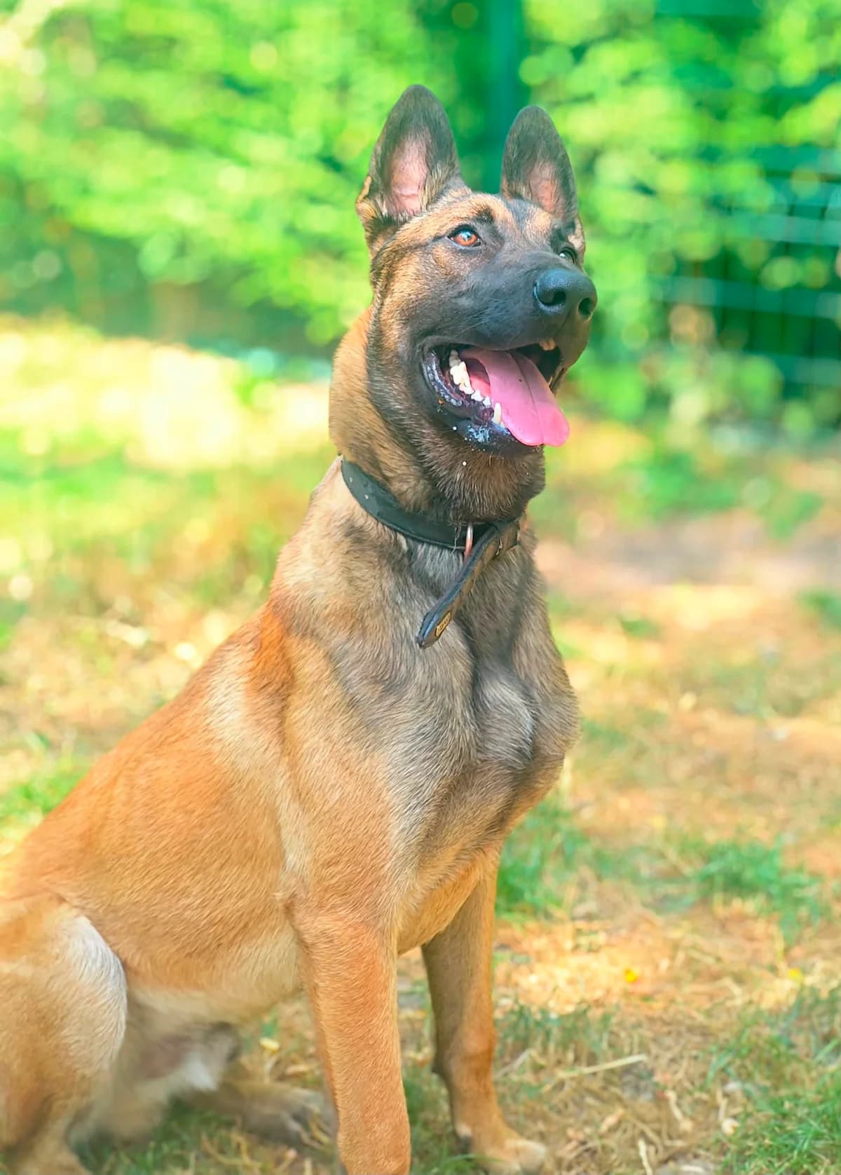 Falko, male puppy Belgian Malinois for adoption at SPA Saint-Étienne Loire, Saint-Étienne