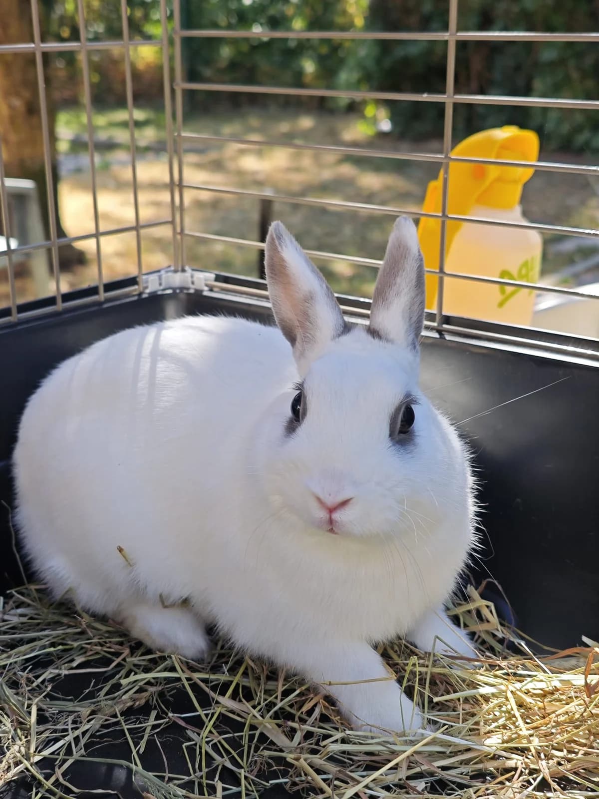 Minou, male Mixed Breed for adoption at SPA Saint-Étienne Loire, Saint-Étienne