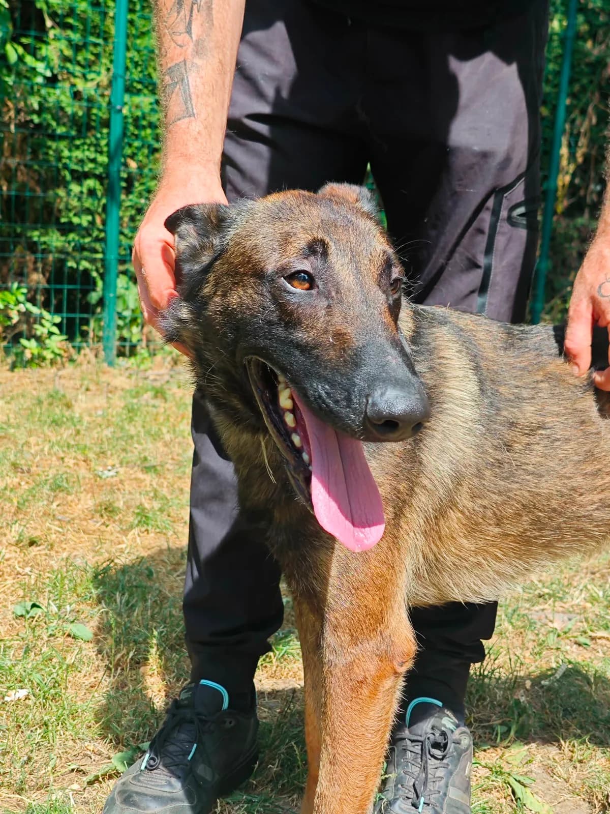 Mowgli, male young Belgian Malinois for adoption at SPA Saint-Étienne Loire, Saint-Étienne
