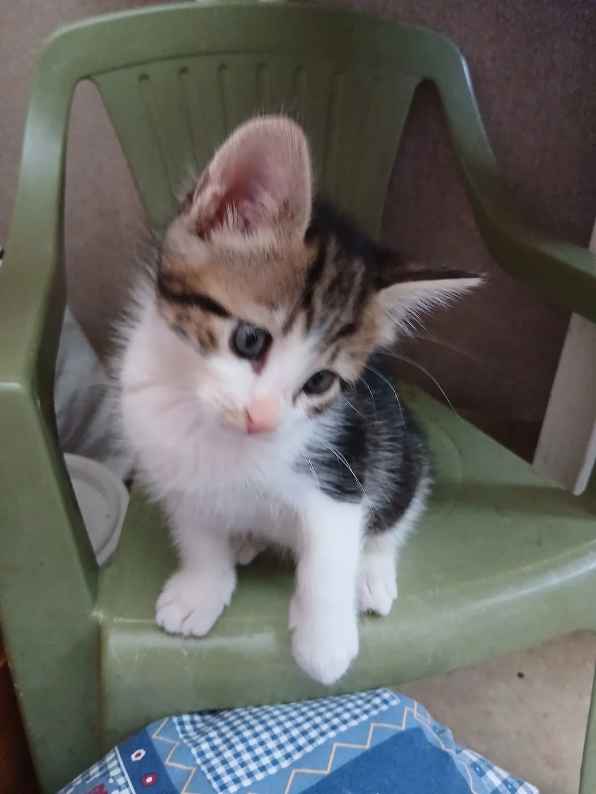 PERSIAN, male puppy mixed breed for adoption at SPA Saint-Étienne Loire, Saint-Étienne