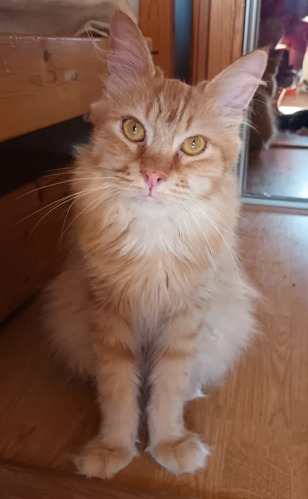 Amos, male 3yo mixed breed for adoption at SPA Saint-Étienne Loire, Saint-Étienne