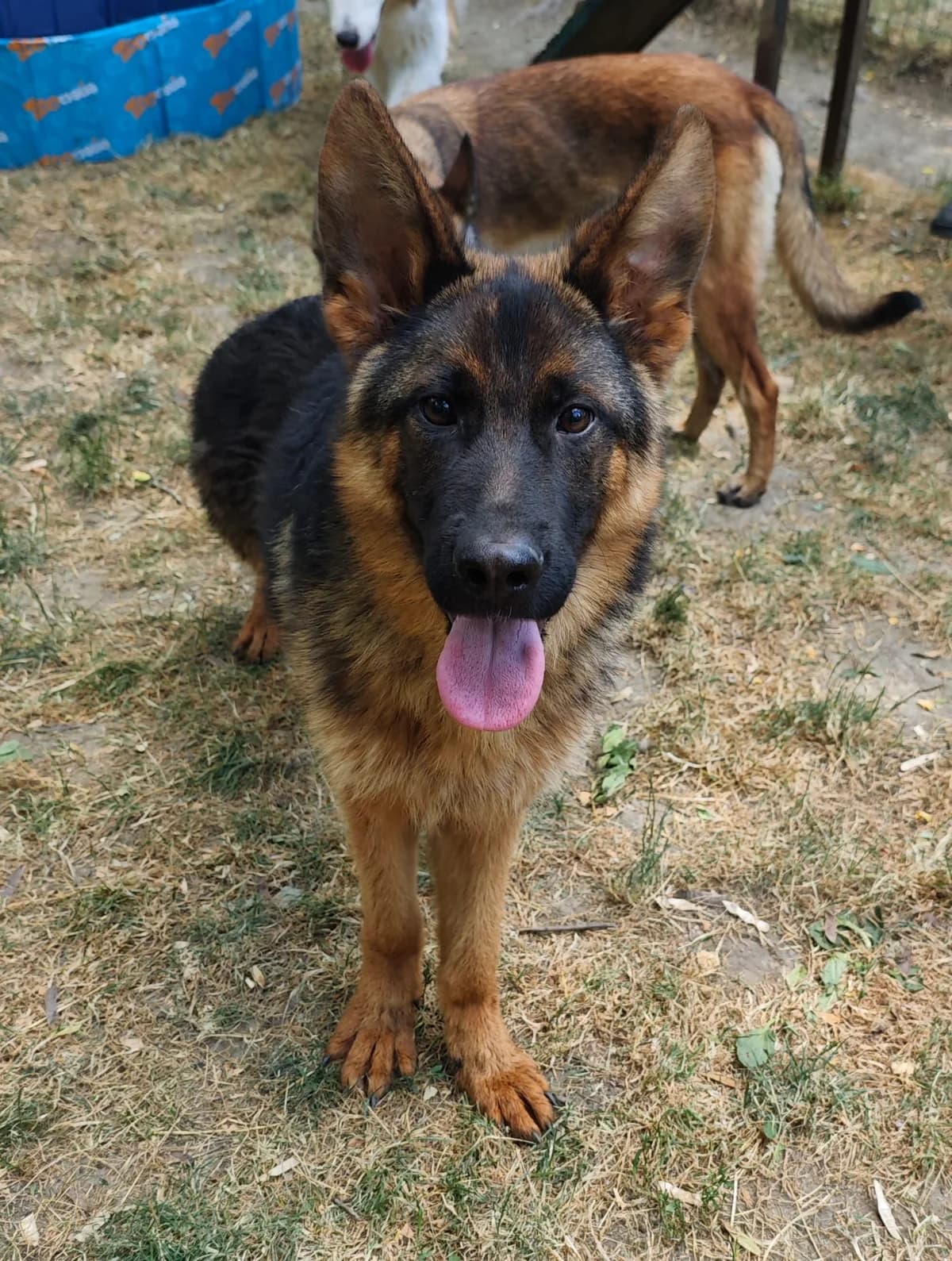 Atalio, male puppy German Shepherd for adoption at SPA Saint-Étienne Loire, Saint-Étienne