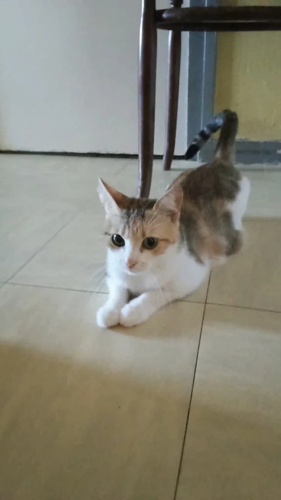 Cerise, female 3yo mixed breed for adoption at SPA Saint-Étienne Loire, Saint-Étienne