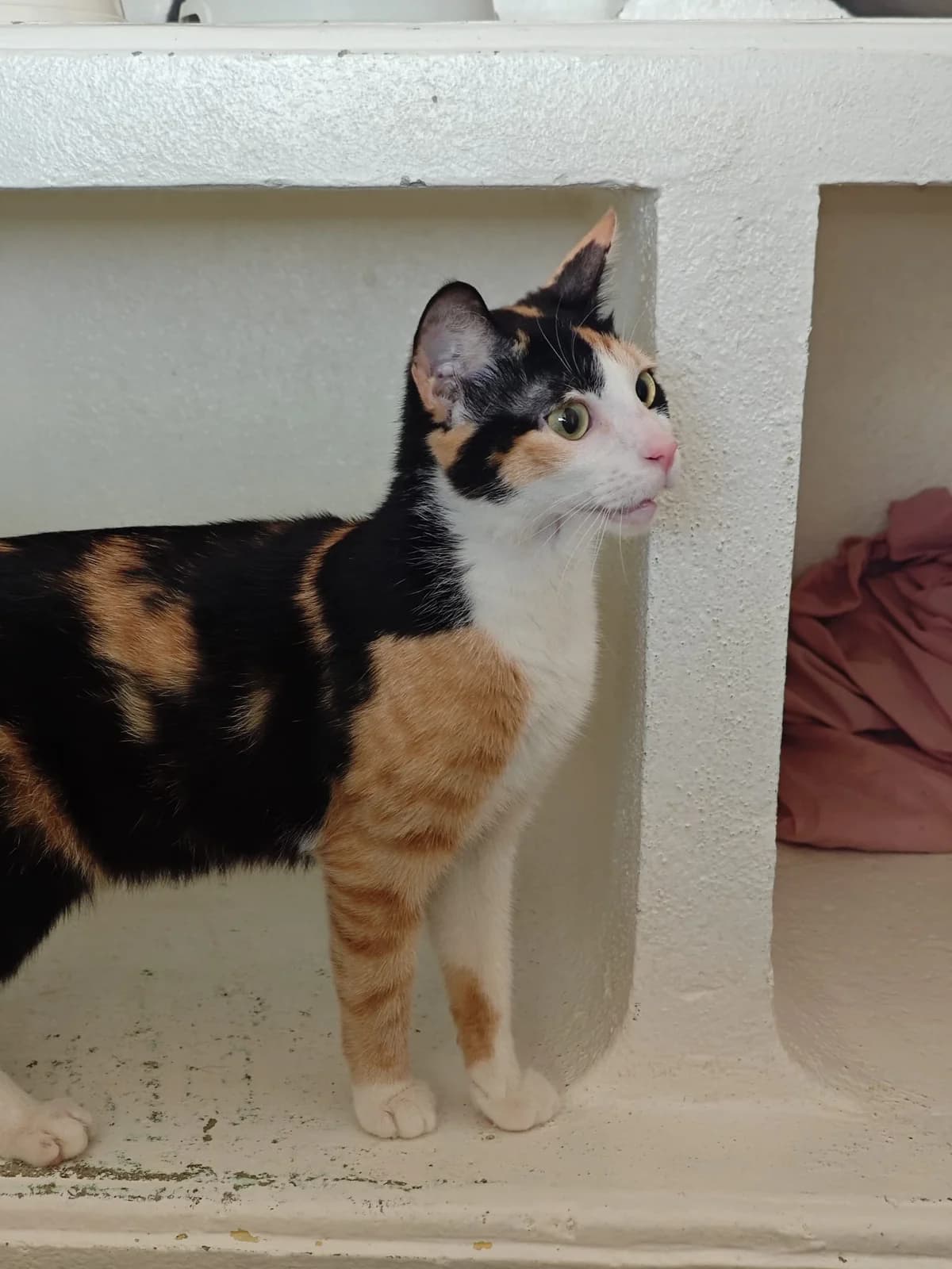 Menton, female young mixed breed for adoption at SPA Saint-Étienne Loire, Saint-Étienne