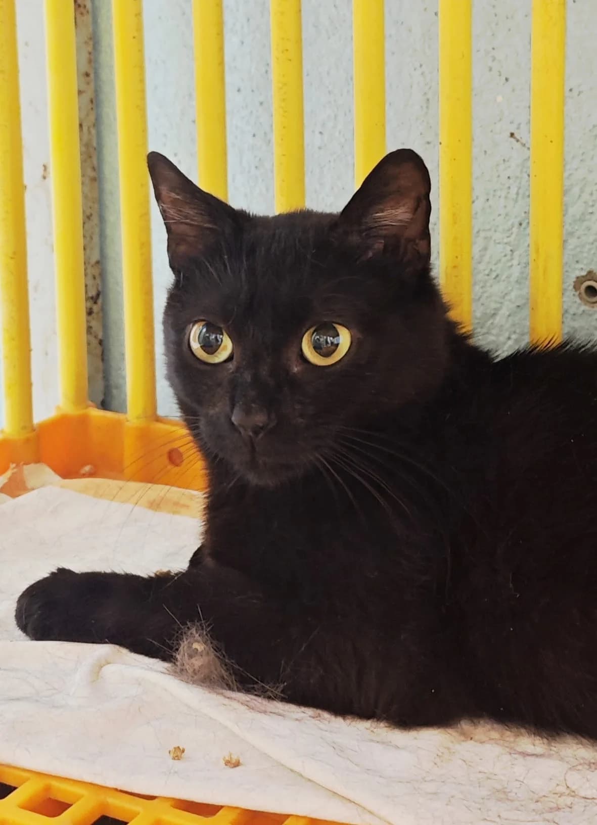 Pimkie, female young mixed breed for adoption at SPA Saint-Étienne Loire, Saint-Étienne