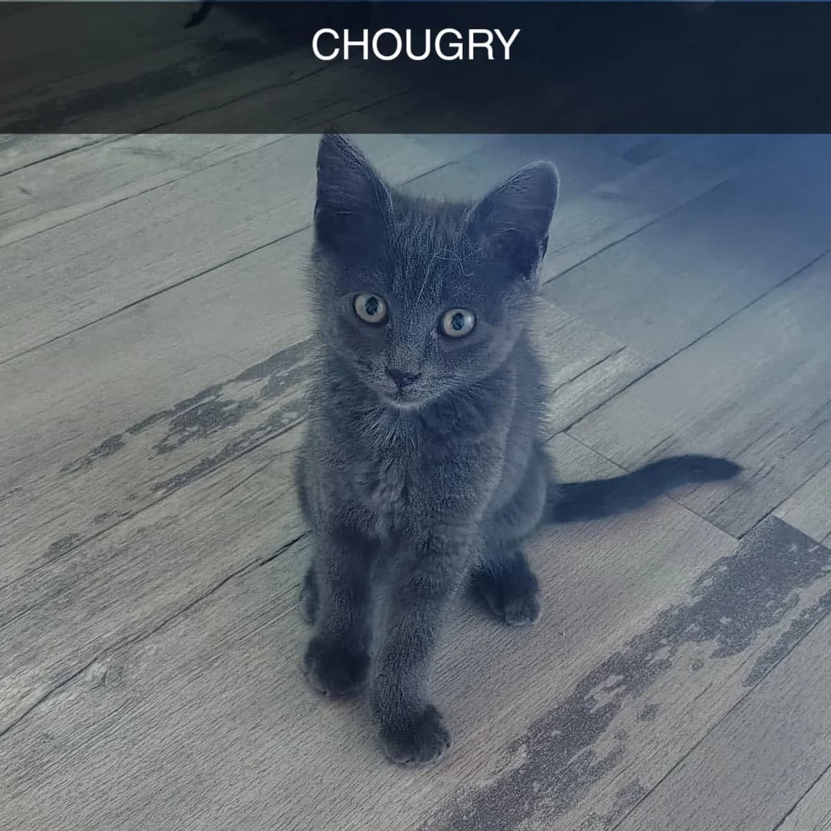 Chougry, male puppy mixed breed for adoption at SPA Saint-Étienne Loire, Saint-Étienne