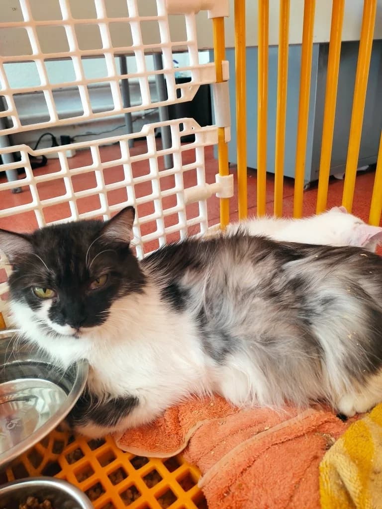 Angel, female mixed breed for adoption at SPA Saint-Étienne Loire, Saint-Étienne