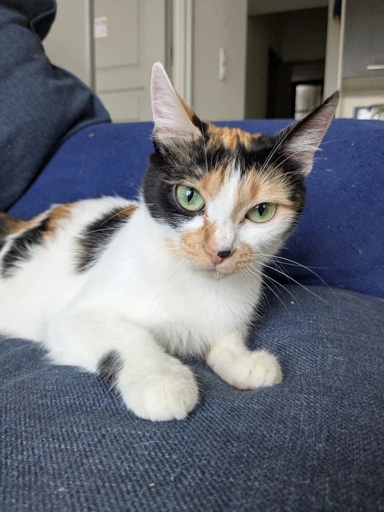 Bayla, female 4yo mixed breed for adoption at SPA Saint-Étienne Loire, Saint-Étienne