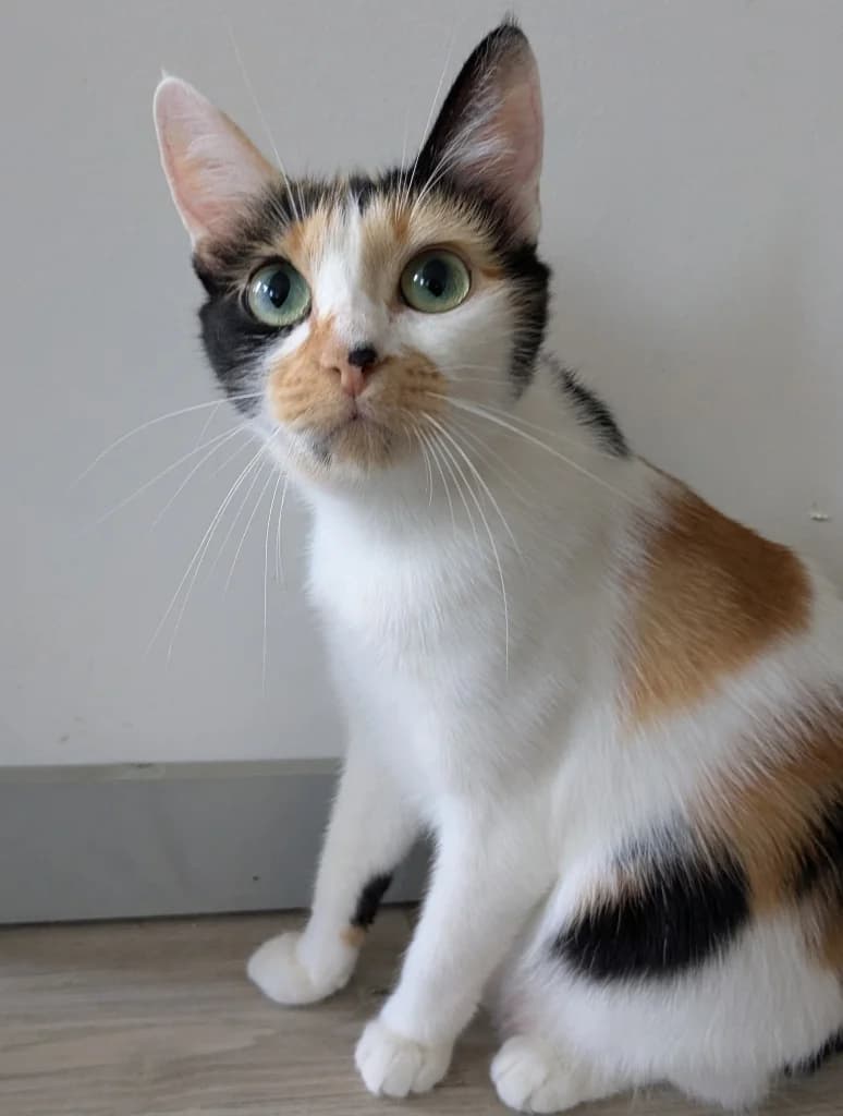 Bayla, female 4yo mixed breed for adoption at SPA Saint-Étienne Loire, Saint-Étienne