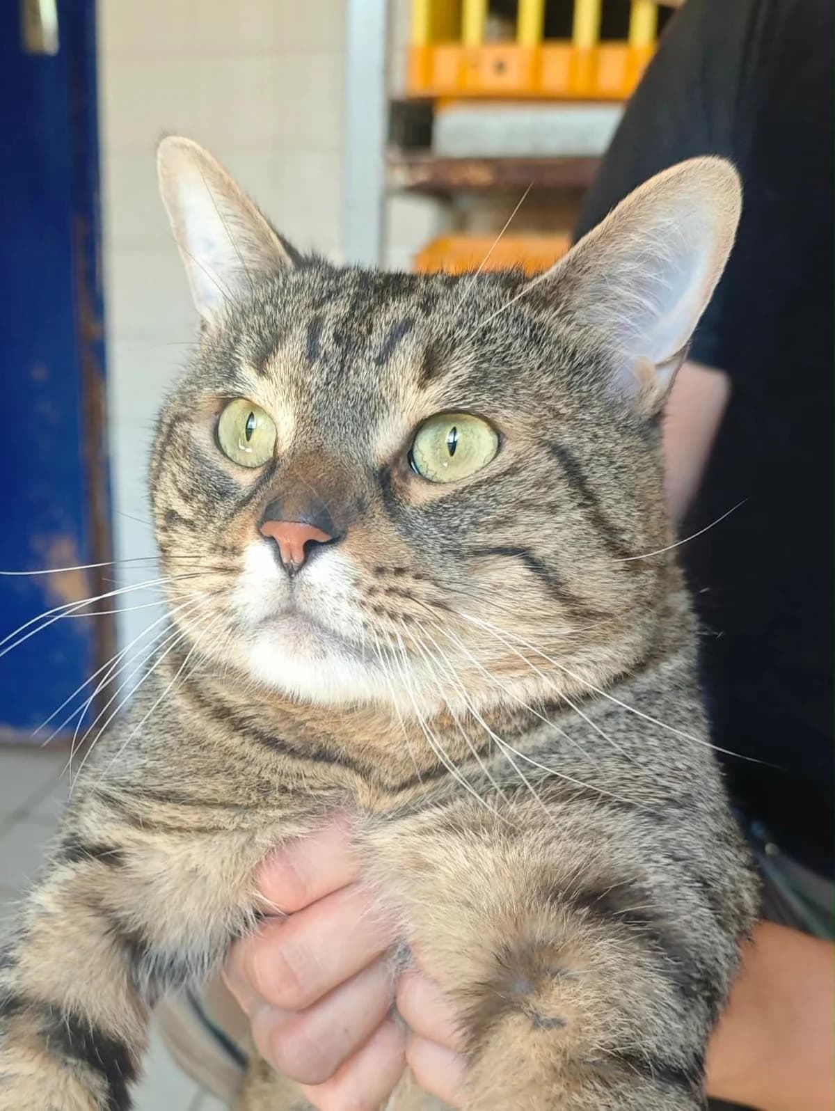 Pulse, male young mixed breed for adoption at SPA Saint-Étienne Loire, Saint-Étienne