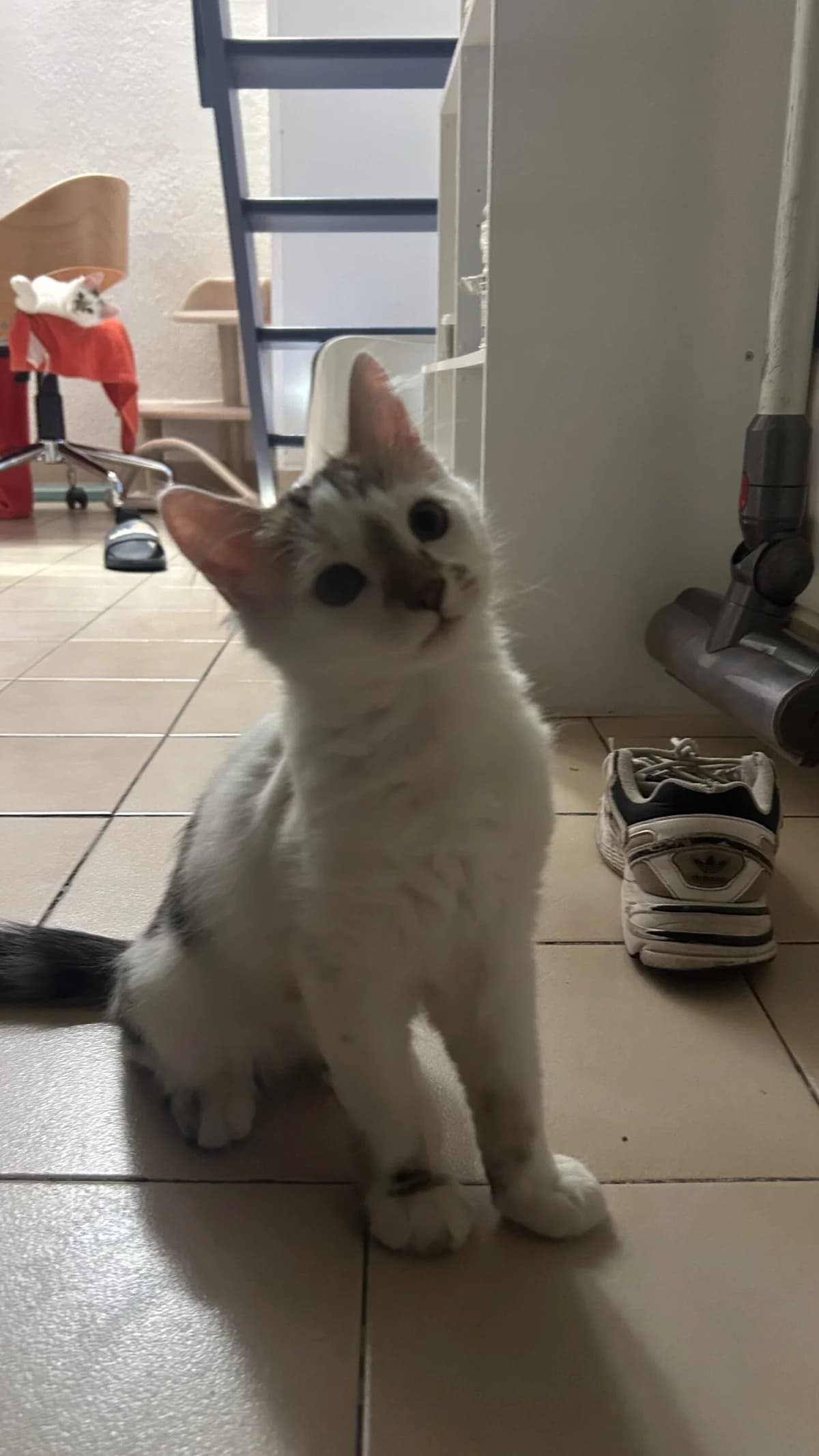 Moellon, male puppy mixed breed for adoption at SPA Saint-Étienne Loire, Saint-Étienne