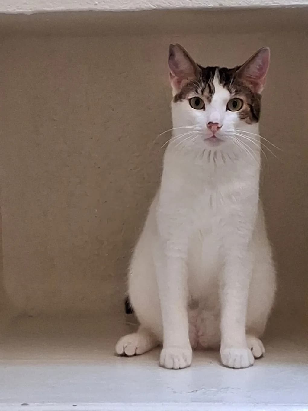 Arès, male mixed breed for adoption at SPA Saint-Étienne Loire, Saint-Étienne