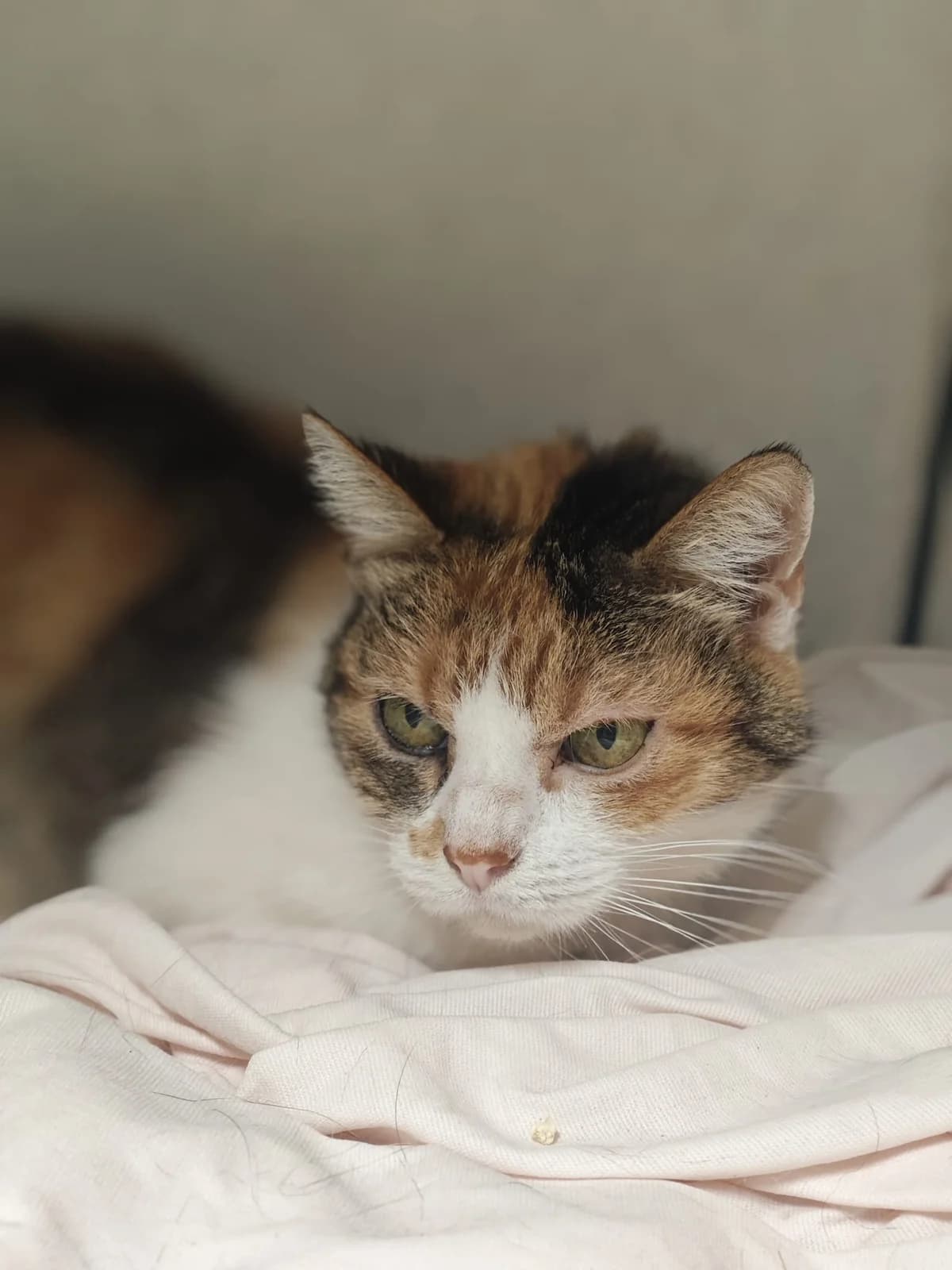 Izia, female 4yo mixed breed for adoption at SPA Saint-Étienne Loire, Saint-Étienne