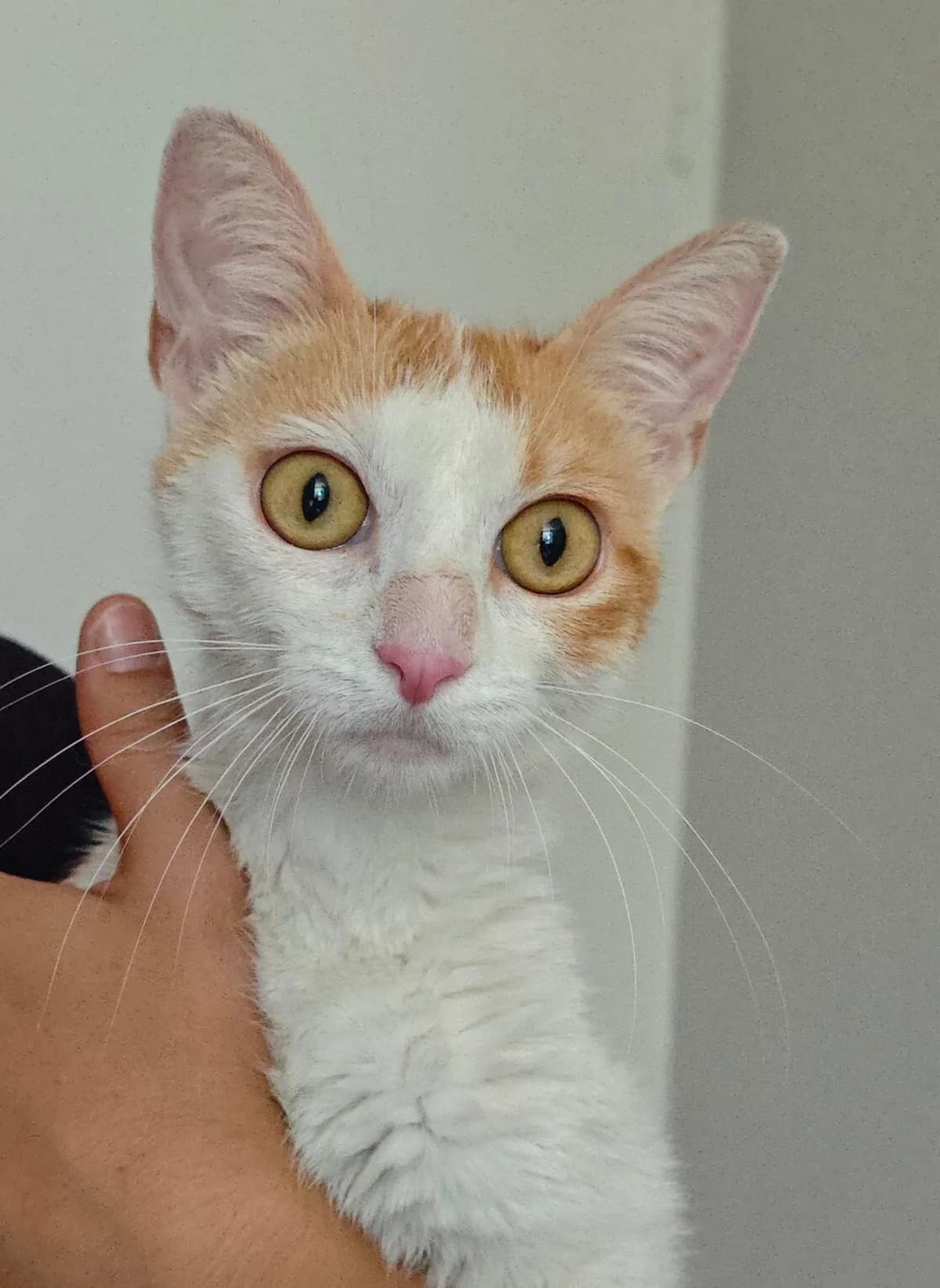 Saliha, female young mixed breed for adoption at SPA Saint-Étienne Loire, Saint-Étienne